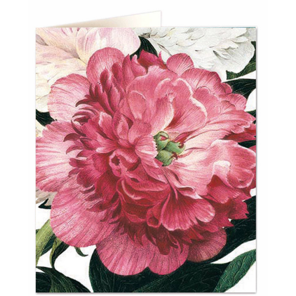 NHM - Pink Peony