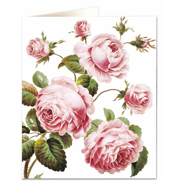 NHM - Cabbage Rose