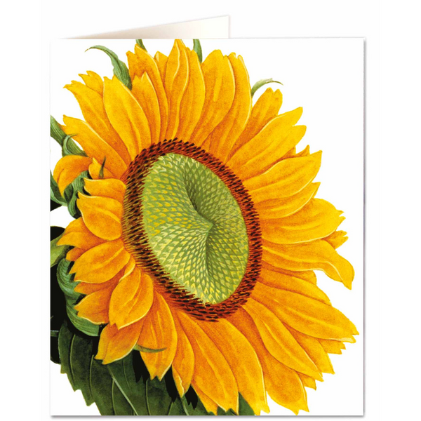 NHM - Sunflowers