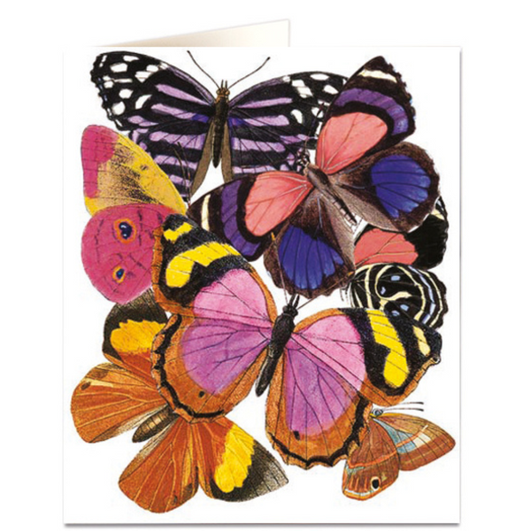 NHM - Butterflies