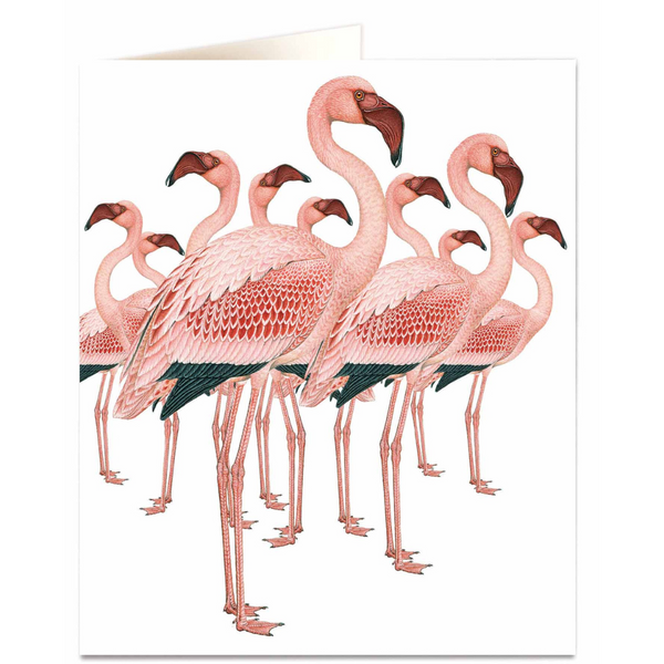 NHM - Flamingos