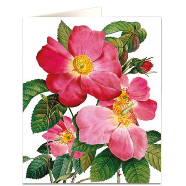 NHM - Single Provins Rose