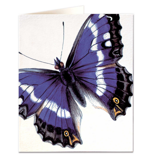 NHM - Purple Emperor