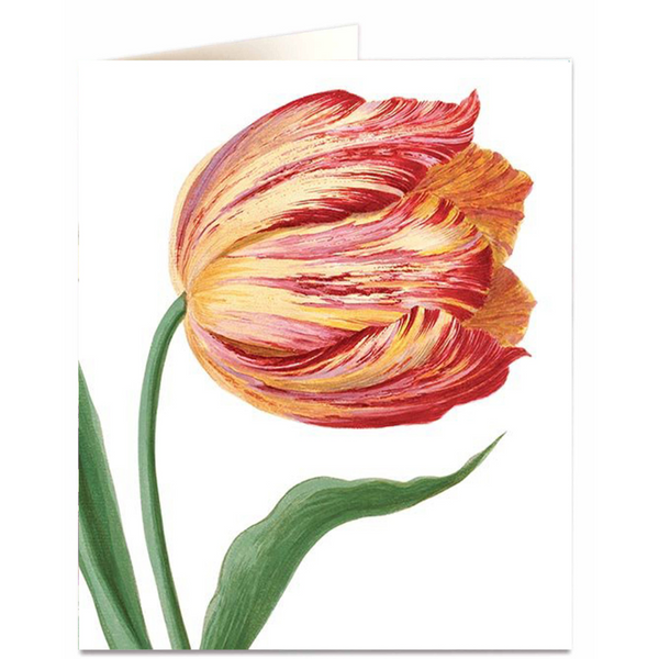 NHM - Single tulip
