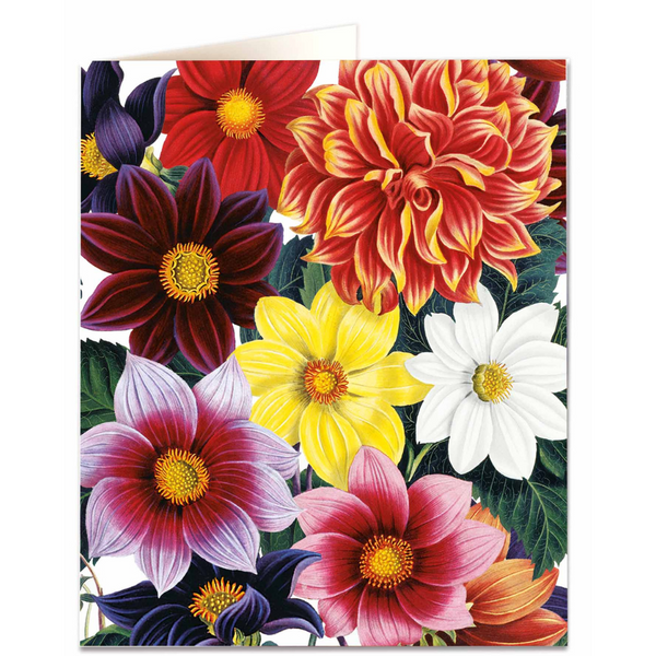 NHM - Dahlias